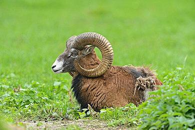 《黑道圣徒：重启版》DLC“冰与尘之歌”已推出